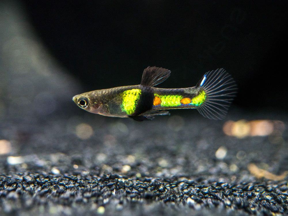 El Tigre Endler’s Livebearer (Poecilia wingei var. "El Tigre") - Male, Tank-Bred