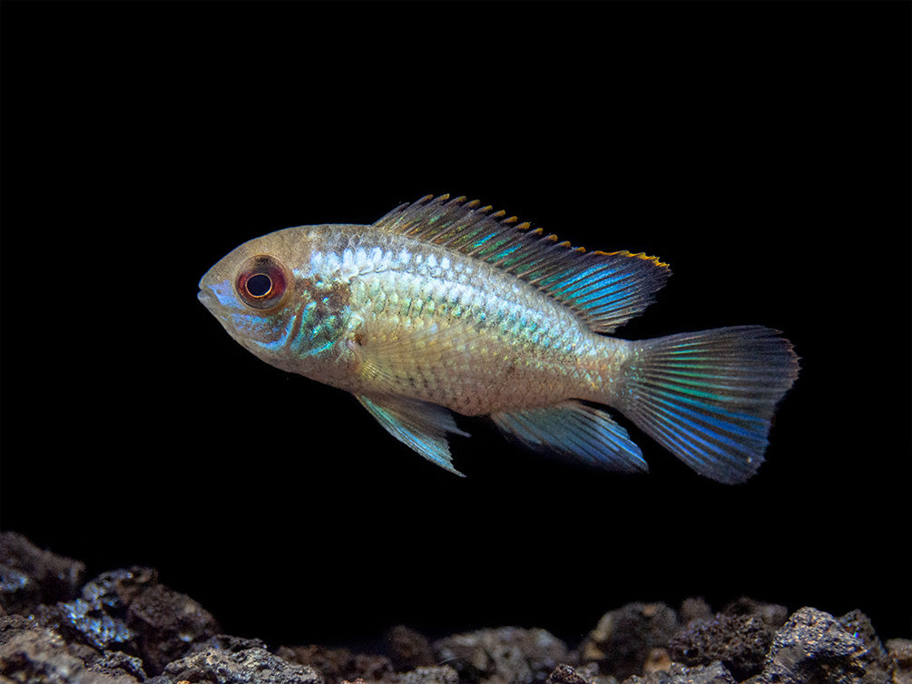 electric blue acara cichlid for sale