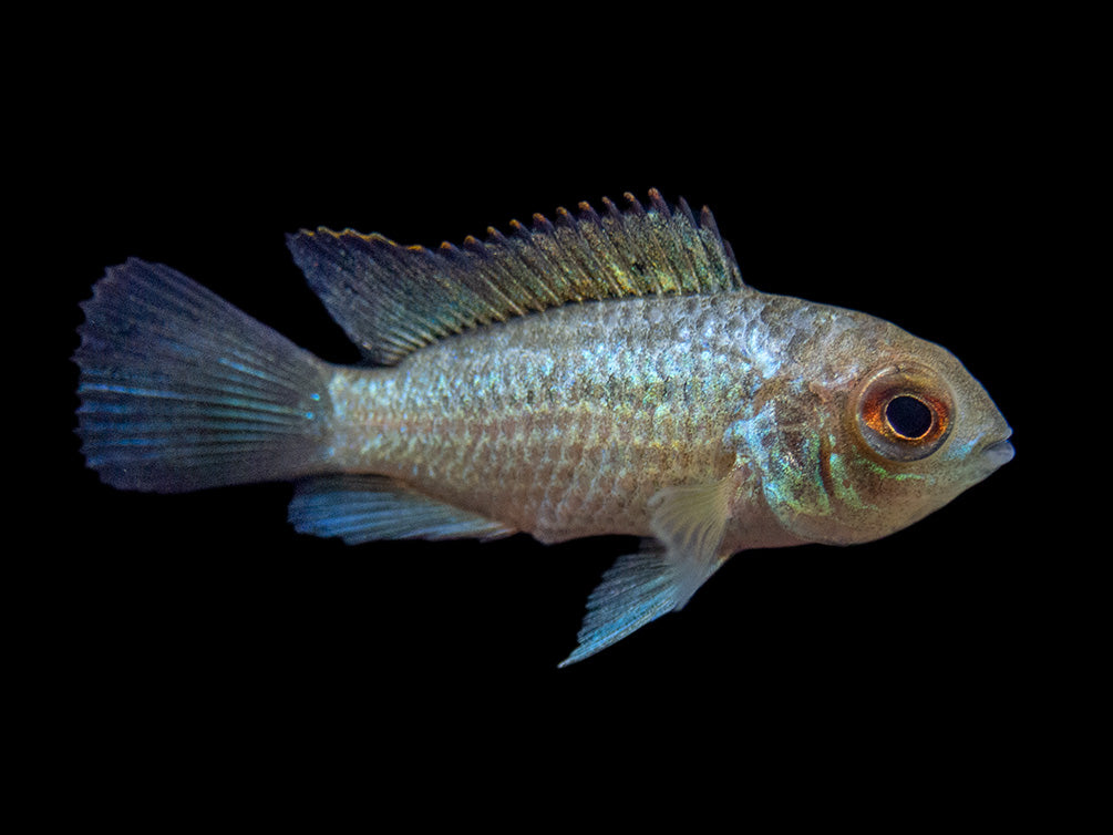female cichlid for sale