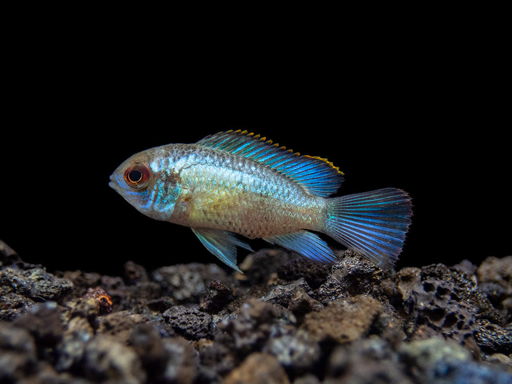 blue acara cichlid for sale
