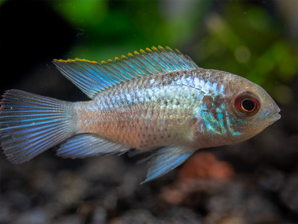 blue yellow cichlid for sale