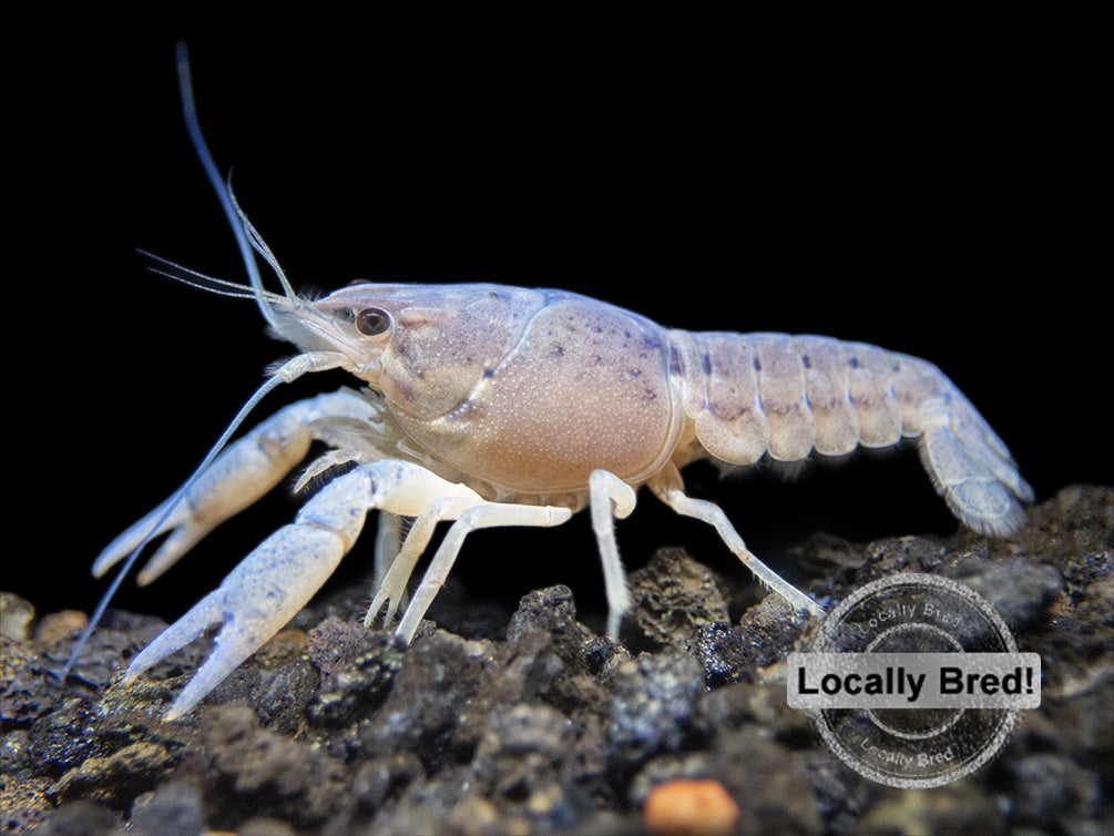 Juvenile Electric Blue Crayfish (Procambarus alleni), Locally-Bred