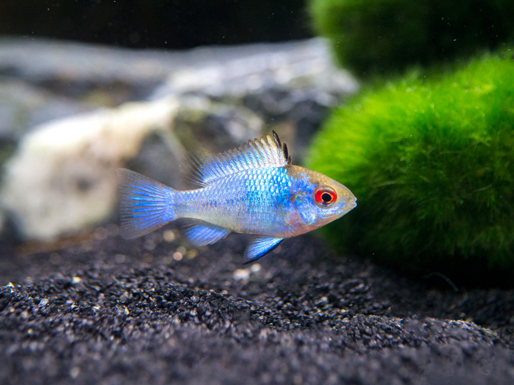 Electric Blue Ram Dwarf Cichlid (Mikrogeophagus ramirezi "Electric Blue") -  Tank-Bred!