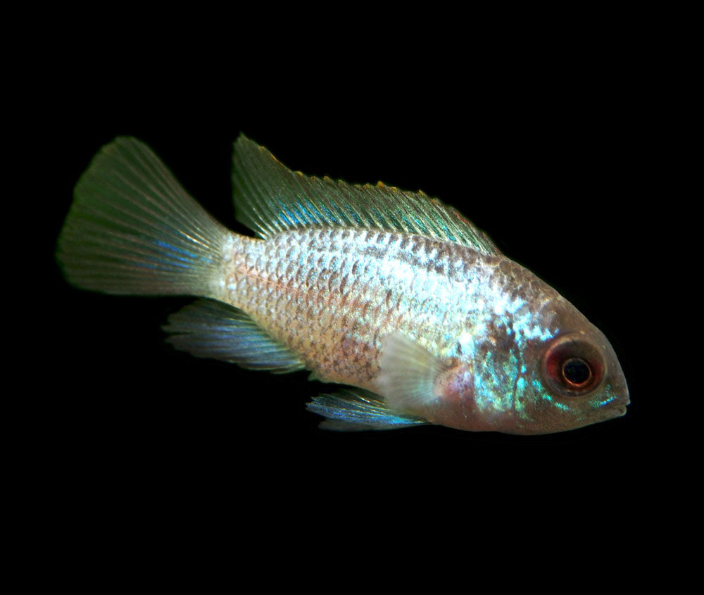 Electric Blue Acara Cichlid (Andinoacara pulcher hybrid), Tank-Bred!
