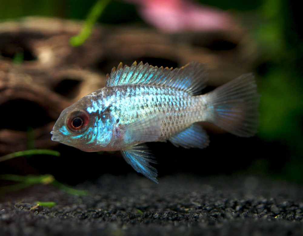 Electric Blue Acara Cichlid (Andinoacara pulcher hybrid), Tank-Bred!