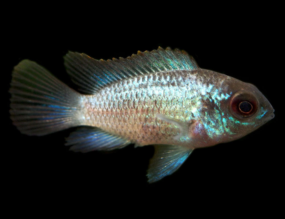 Electric Blue Acara Cichlid (Andinoacara pulcher hybrid), Tank-Bred!
