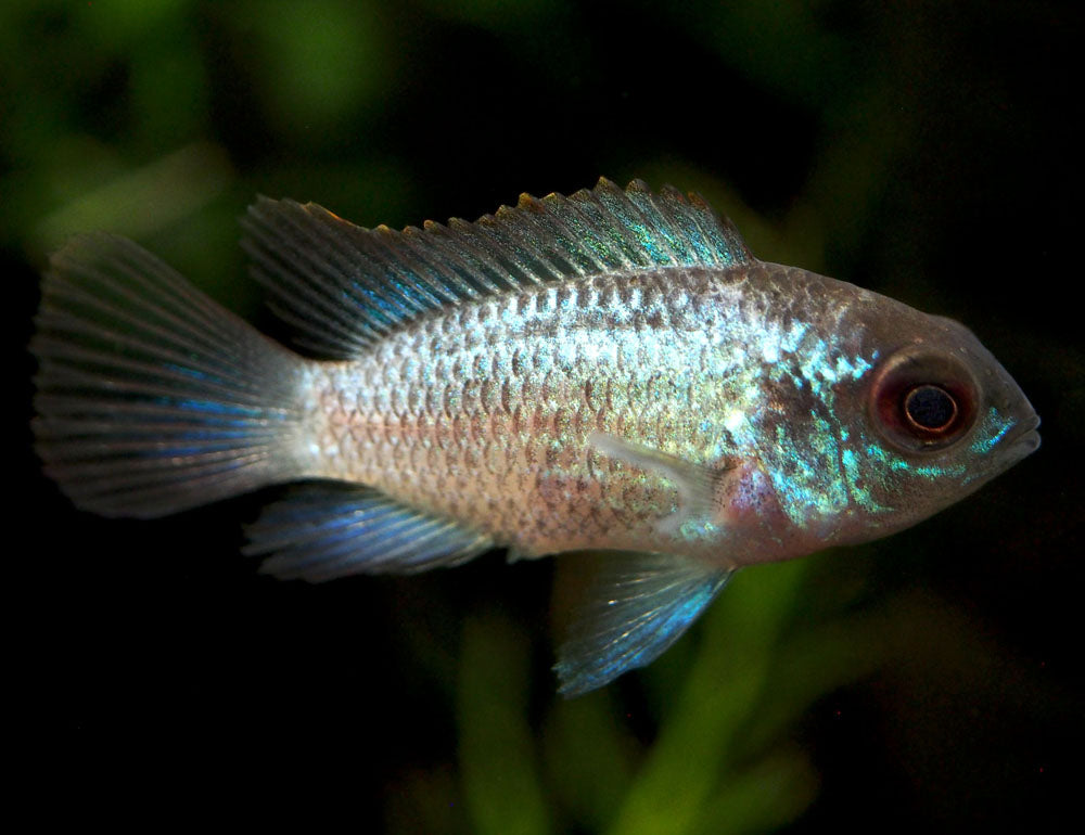 Electric Blue Acara Cichlid (Andinoacara pulcher hybrid), Tank-Bred!