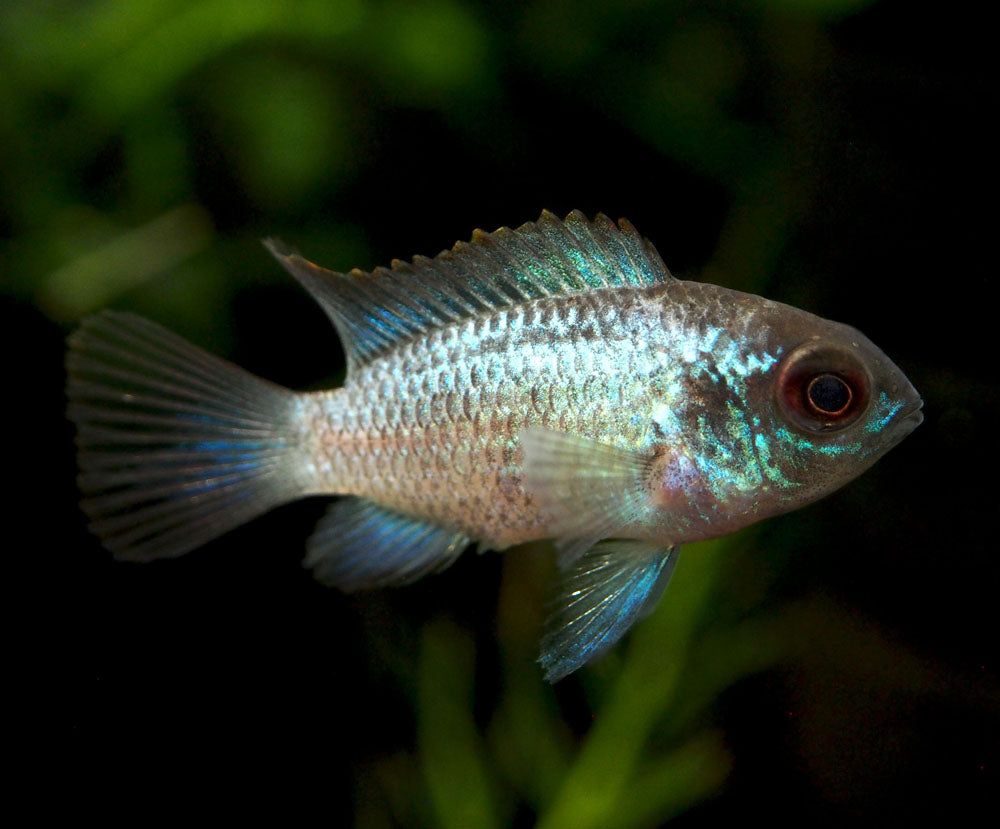 Electric Blue Acara Cichlid (Andinoacara pulcher hybrid), Tank-Bred!