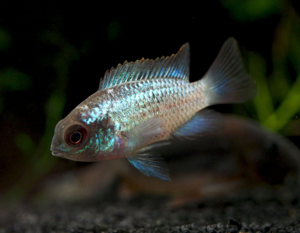 Electric Blue Acara Cichlid (Andinoacara pulcher hybrid), Tank-Bred!