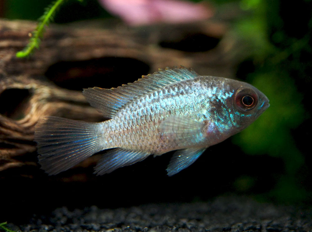 Electric Blue Acara Cichlid (Andinoacara pulcher hybrid), Tank-Bred!