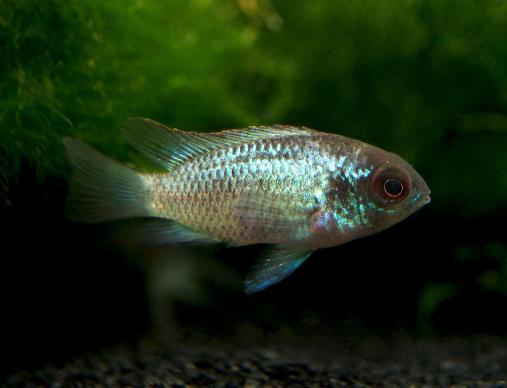 Electric Blue Acara Cichlid (Andinoacara pulcher hybrid), Tank-Bred!