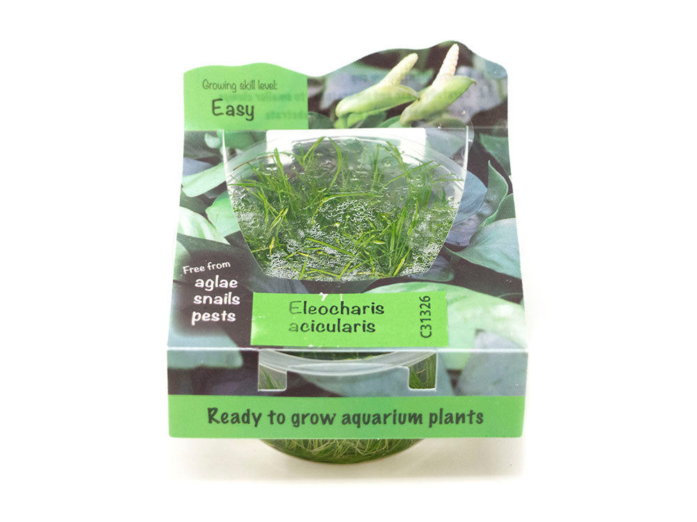 Hairgrass AKA Needle or Least Spikerush (Eleocharis acicularis) Tissue Culture