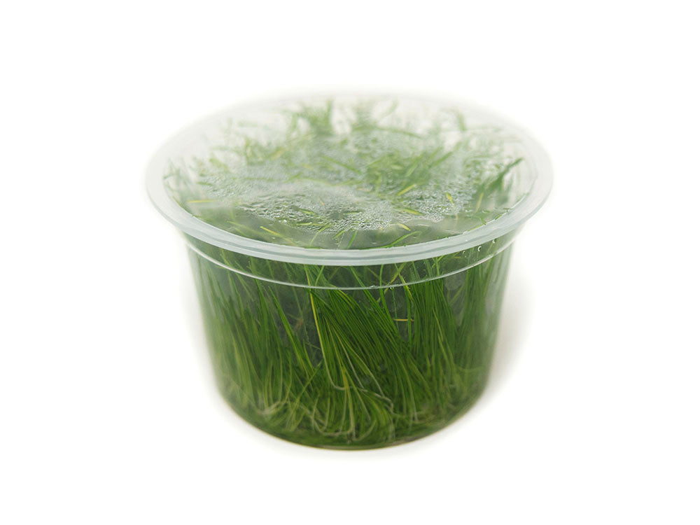 Hairgrass AKA Needle or Least Spikerush (Eleocharis acicularis) Tissue Culture
