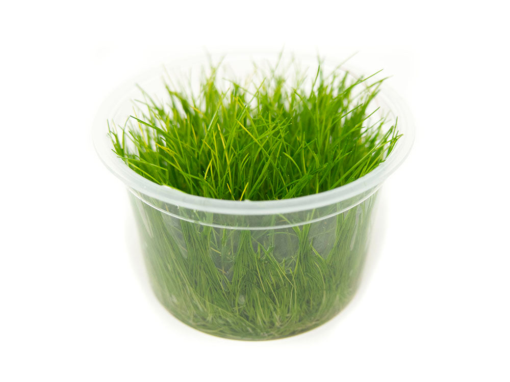Hairgrass AKA Needle or Least Spikerush (Eleocharis acicularis) Tissue Culture