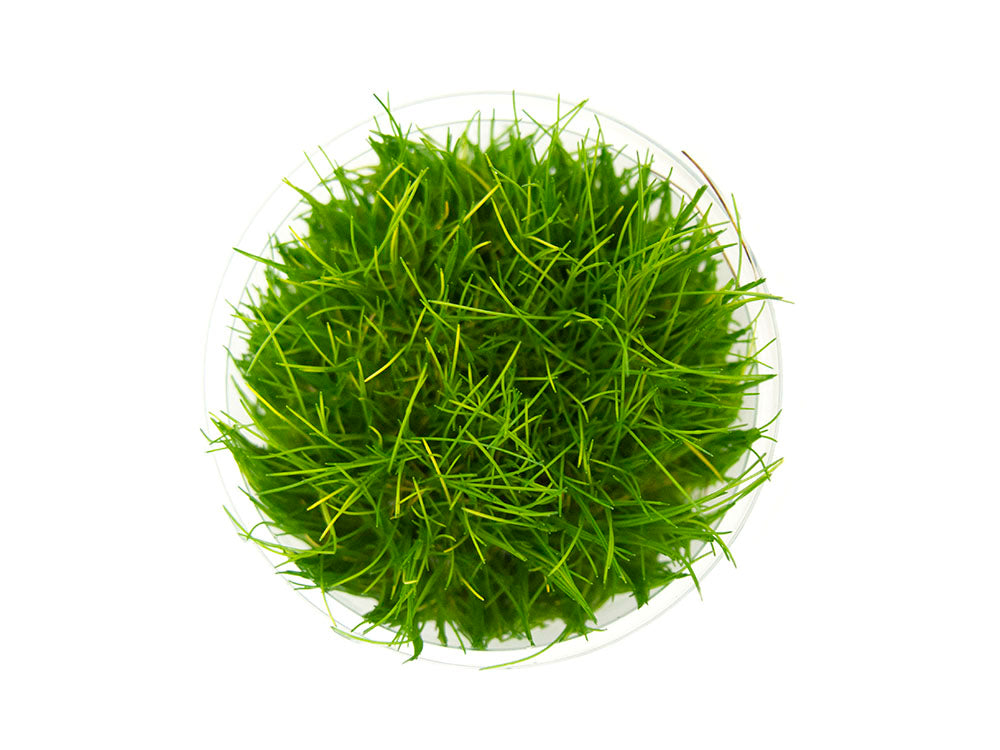 Hairgrass AKA Needle or Least Spikerush (Eleocharis acicularis) Tissue Culture