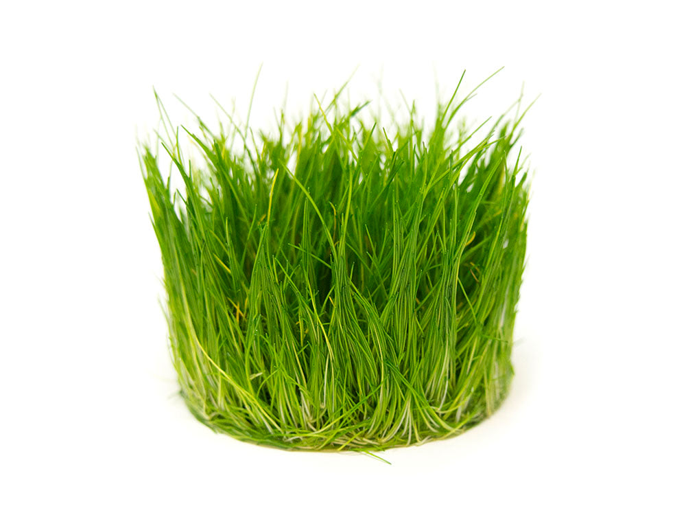 Hairgrass AKA Needle or Least Spikerush (Eleocharis acicularis) Tissue Culture