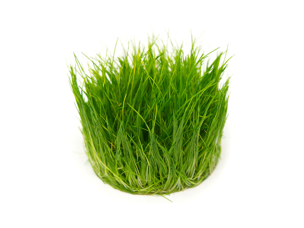 Hairgrass AKA Needle or Least Spikerush (Eleocharis acicularis) Tissue Culture