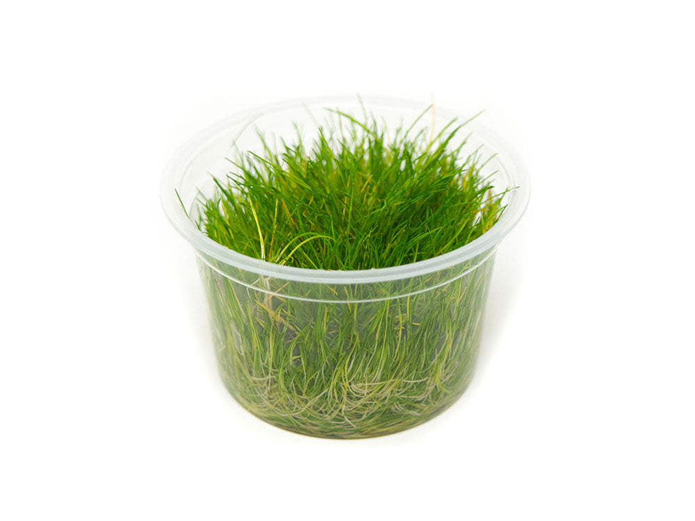 Dwarf Hairgrass (Eleocharis parvula) Tissue Culture