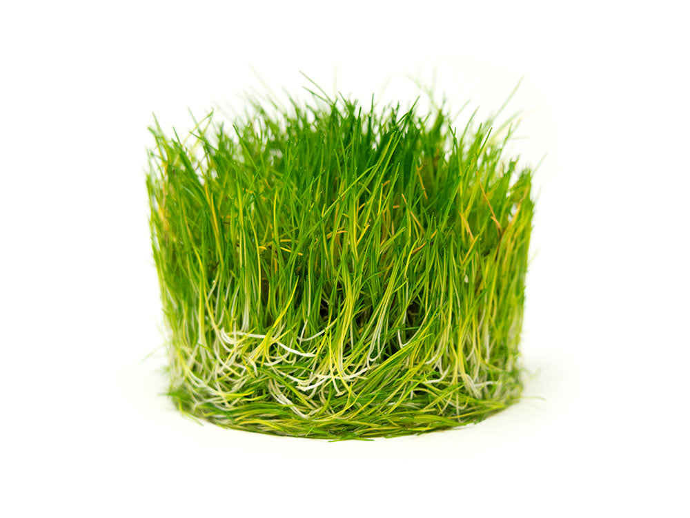 Dwarf Hairgrass (Eleocharis parvula) Tissue Culture