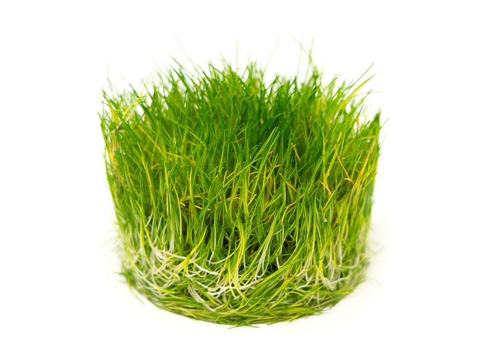 Dwarf Hairgrass (Eleocharis parvula) Tissue Culture