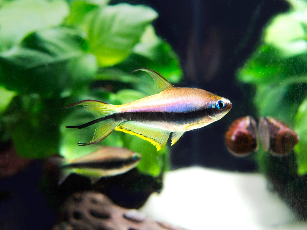 Emperor Tetra (Nematobrycon palmeri), Tank-Bred! - Aquatic Arts