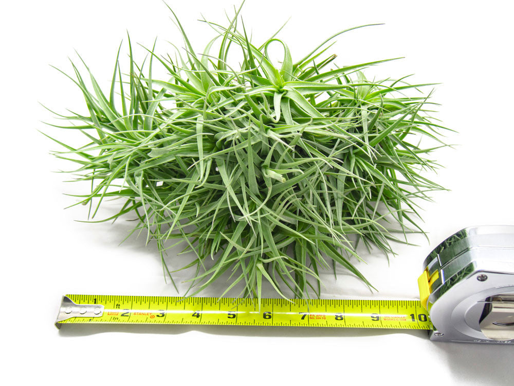 HUGE Air Plant Cluster - 10 to 14 Inches Wide - Aquatic Arts