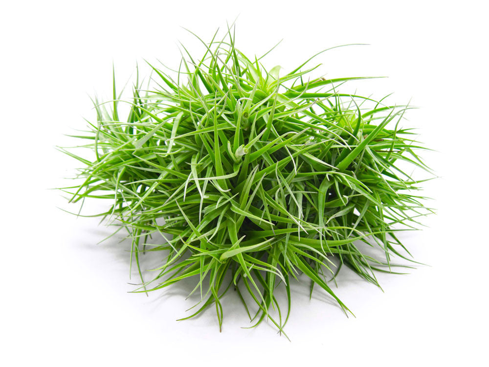 tall air plants HUGE Air Plant Cluster - 10 to 14 Inches Wide
