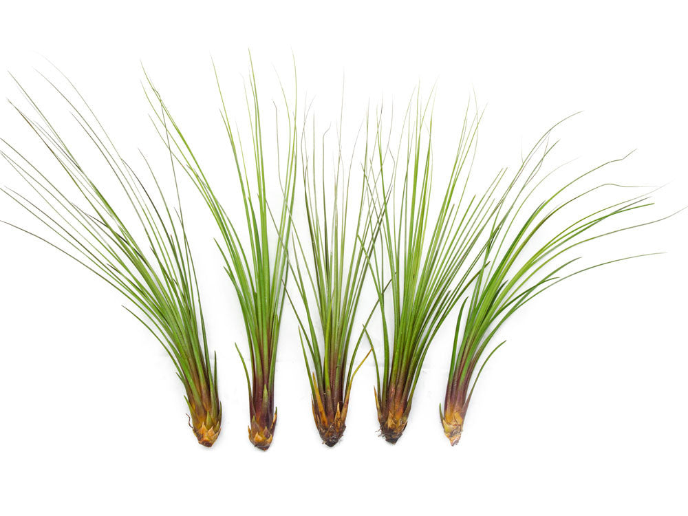 tall air plants Extra Tall Air Plant Pack