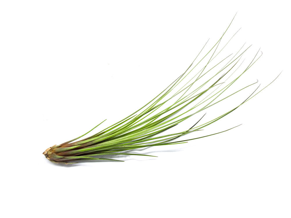 fresh air plant Extra Tall Air Plant Pack