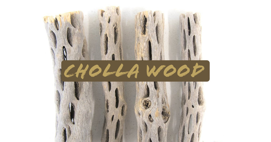 cholla wood aquarium