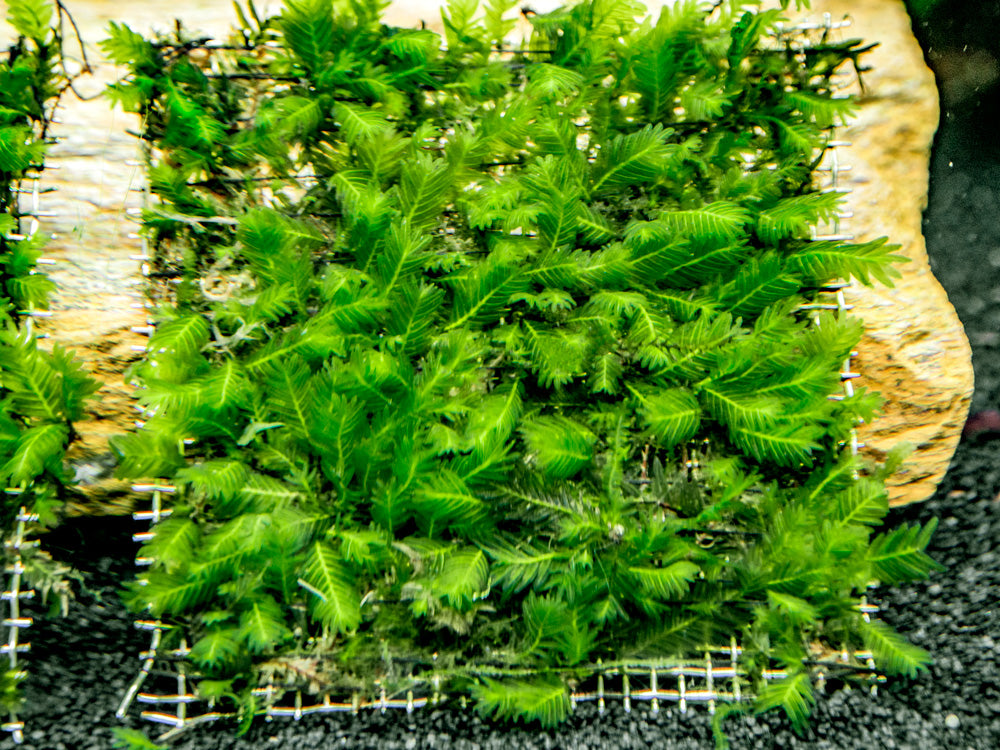 Fissidens Nobilis Moss (Fissidens nobilis) 3 x 3 inch Mat