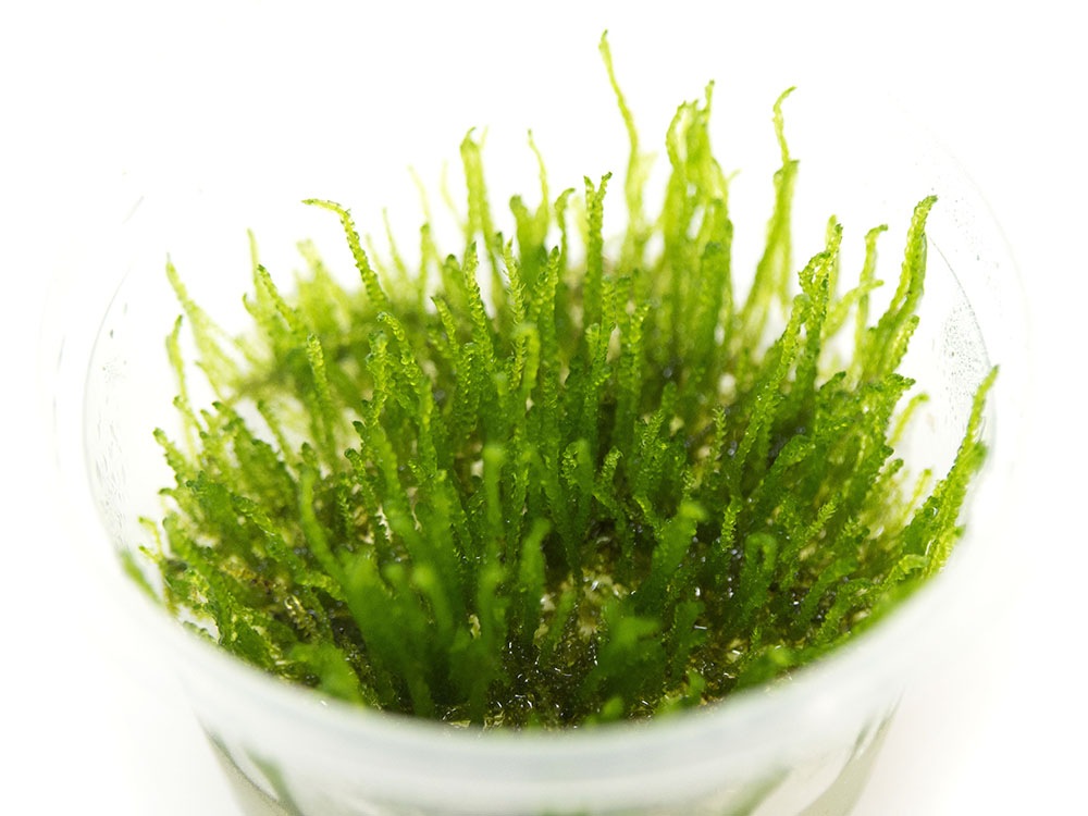 Flame Moss (Taxiphyllum sp. “Flame”) Tissue Culture