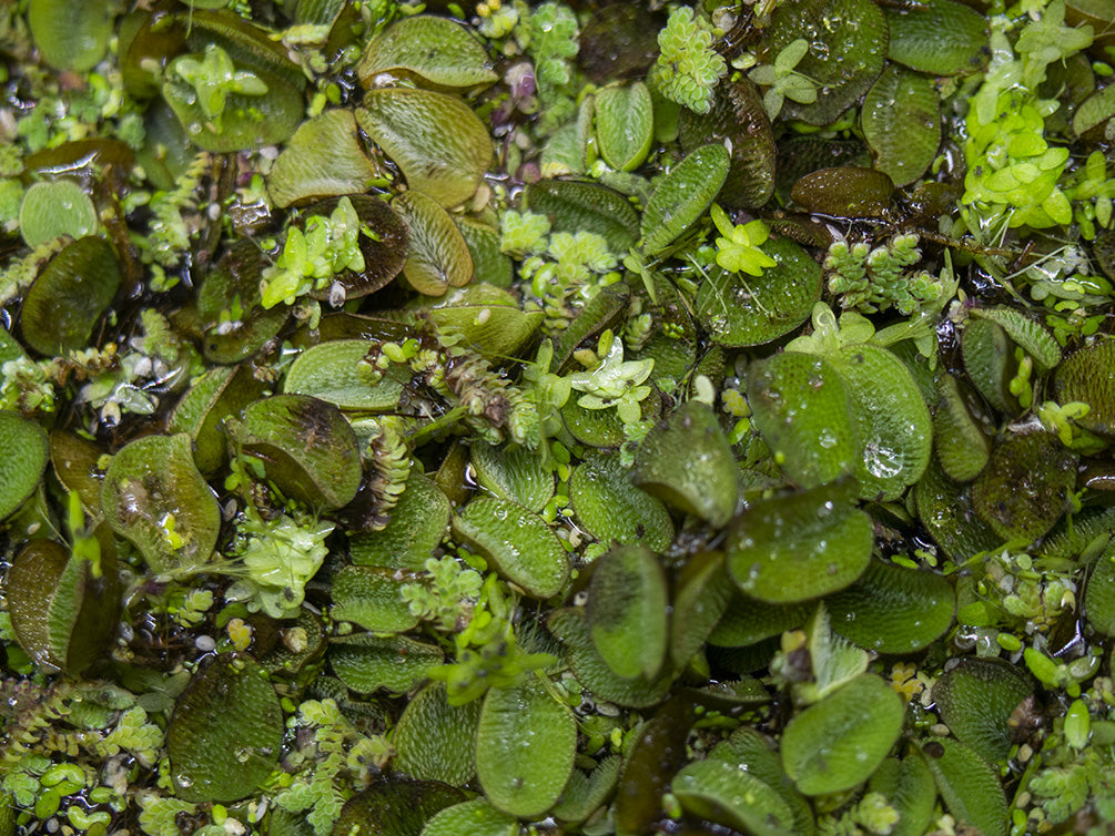 Floating Plant Combo Pack