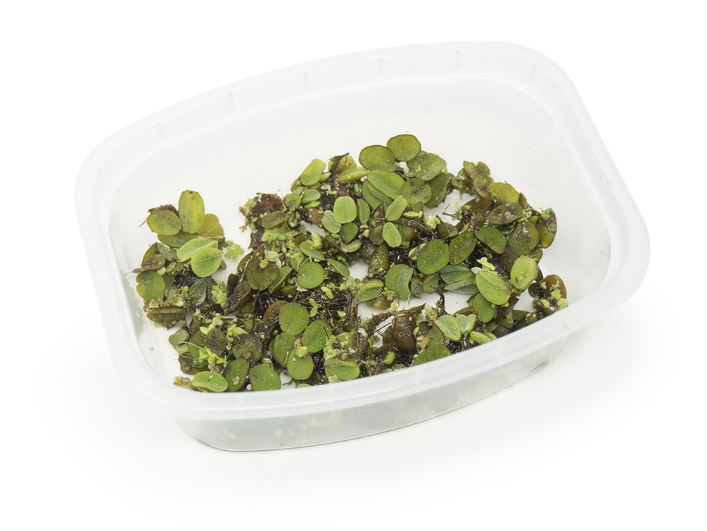 indoor floating water plants Floating Plant Combo Pack -- Aquatic Arts