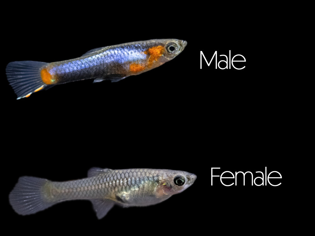 French Blue Star Endler’s Livebearer (Poecilia wingei), Locally Bred!