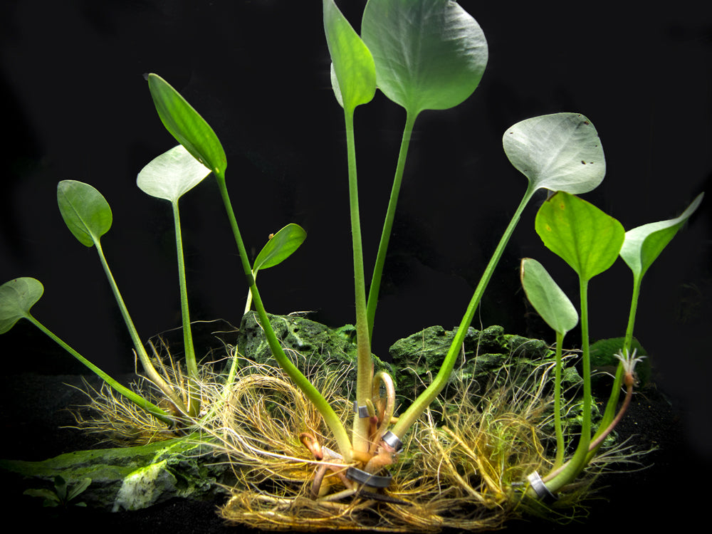 American Frogbit AKA Spongeplant (Limnobium spongia)