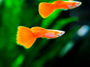 Full Red Albino Guppy for sale