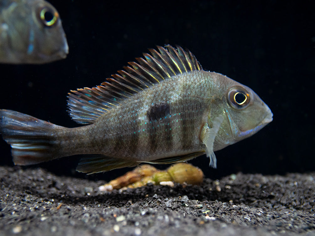 Red Head Tapajos Geophagus Cichlid – Tank-Bred, Peaceful Freshwater Fish, Live Arrival Guaranteed
