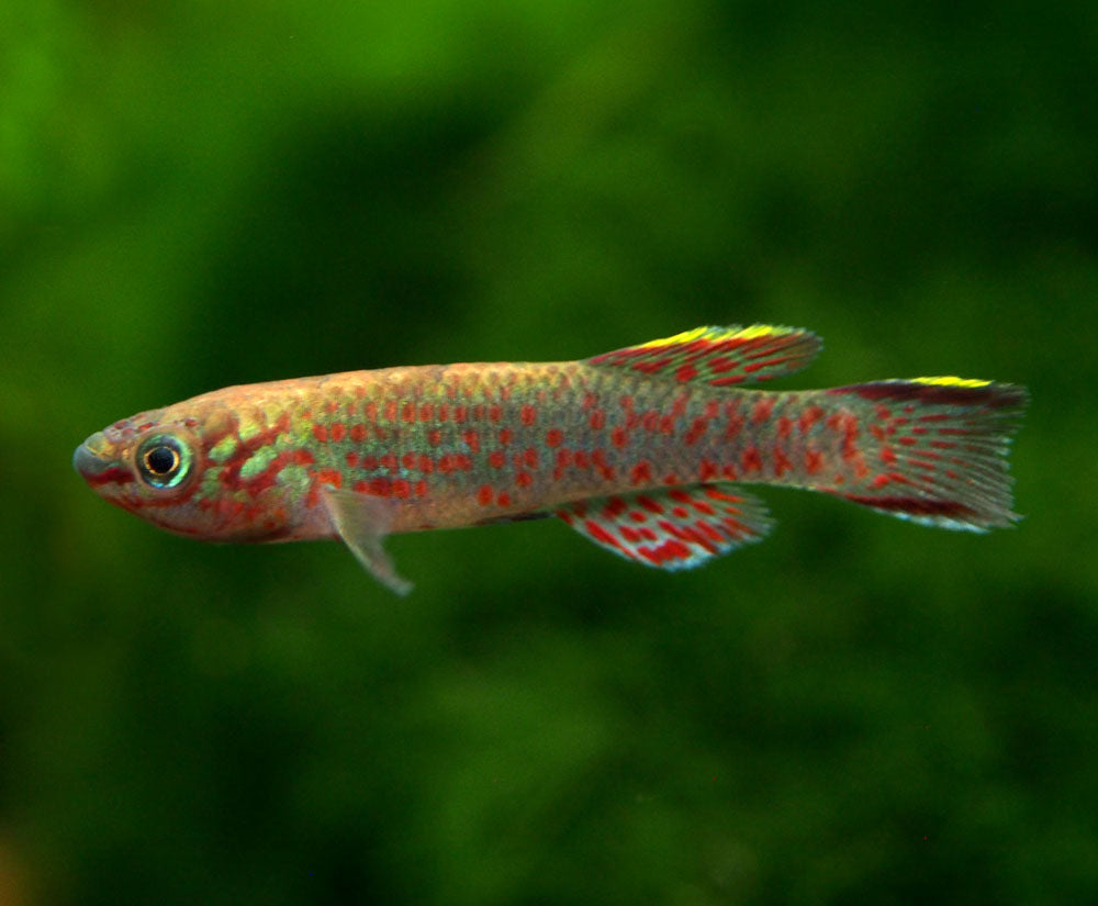 Blue Gardner's AKA Steel Blue Killifish (Fundulopanchax gardneri), Tank-Bred!