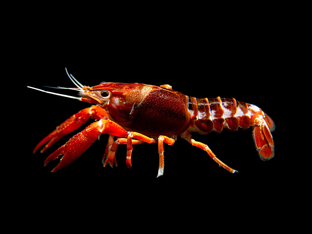 Ghost Crayfish (Procambarus clarkii var. "Ghost") - Tank-Bred!