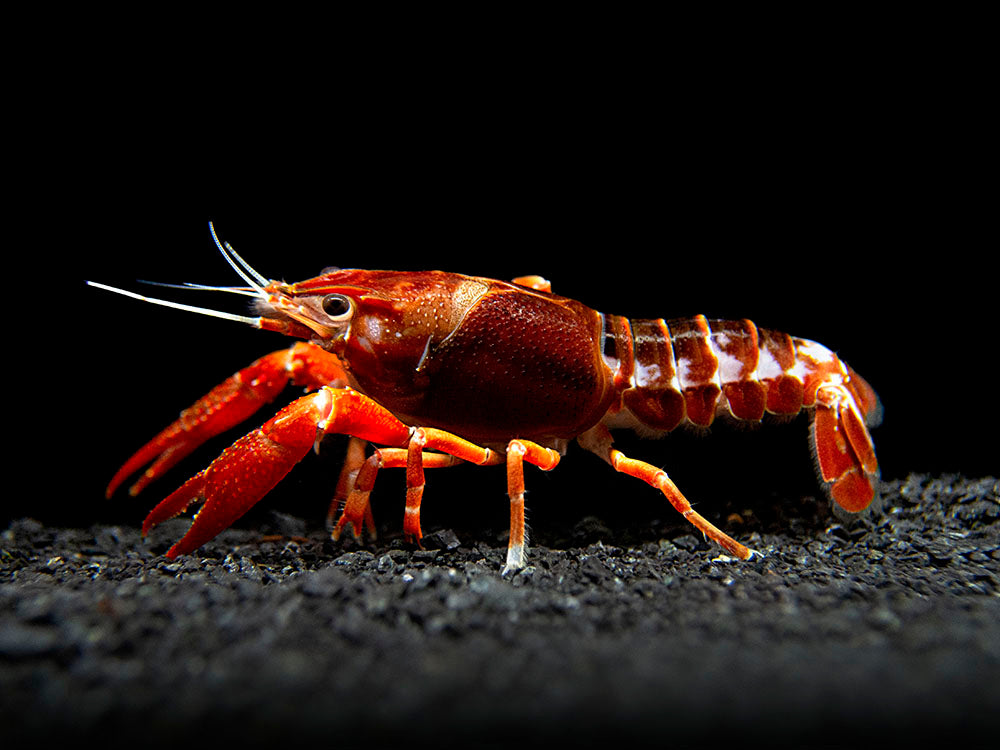 Ghost Crayfish (Procambarus clarkii var. "Ghost") - Tank-Bred!