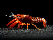 Ghost Crayfish (Procambarus clarkii var. "Ghost") - Tank-Bred!