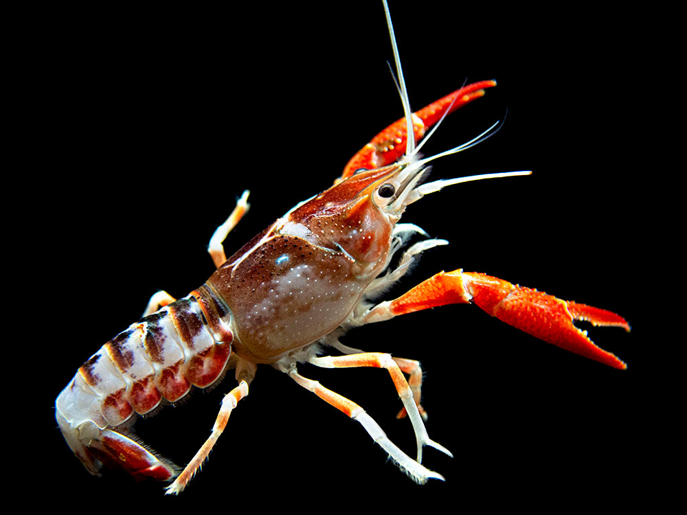 Ghost Crayfish (Procambarus clarkii var. "Ghost") - Tank-Bred!