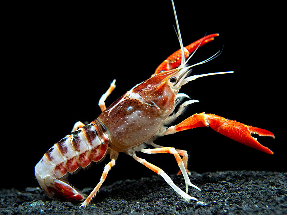 Ghost Crayfish (Procambarus clarkii var. "Ghost") - Tank-Bred!