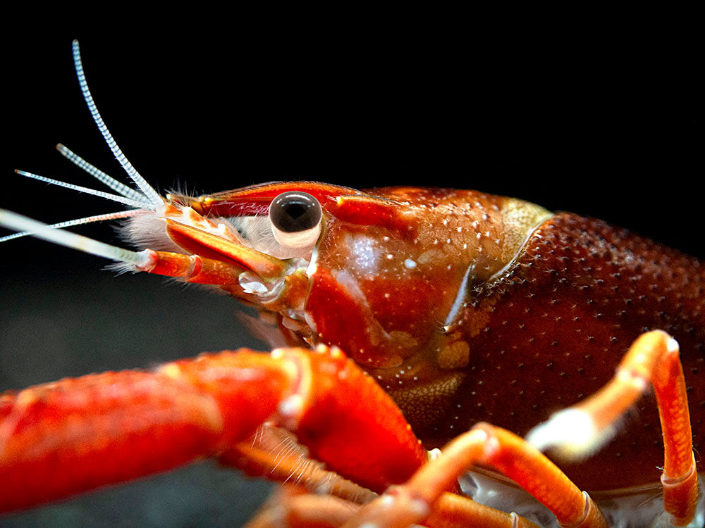 Ghost Crayfish (Procambarus clarkii var. "Ghost") - Tank-Bred!
