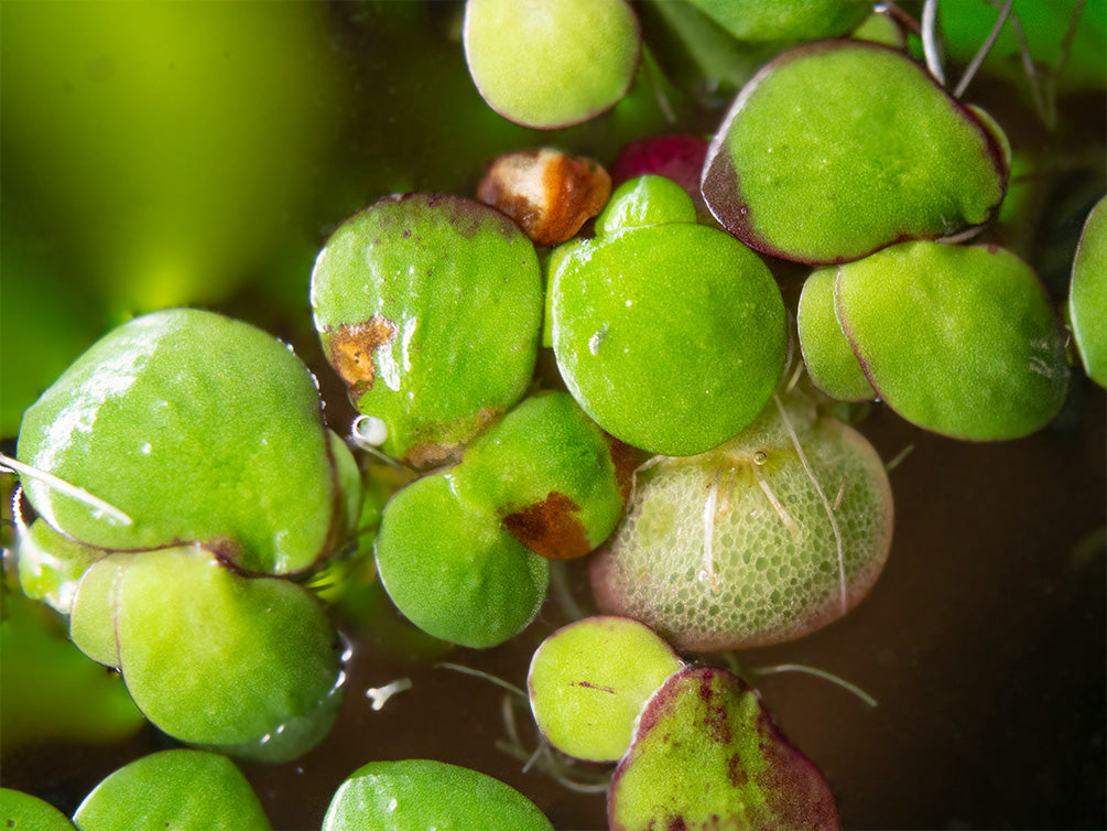 Giant Duckweed (Spirodela polyrhiza) - 2 Tbsp