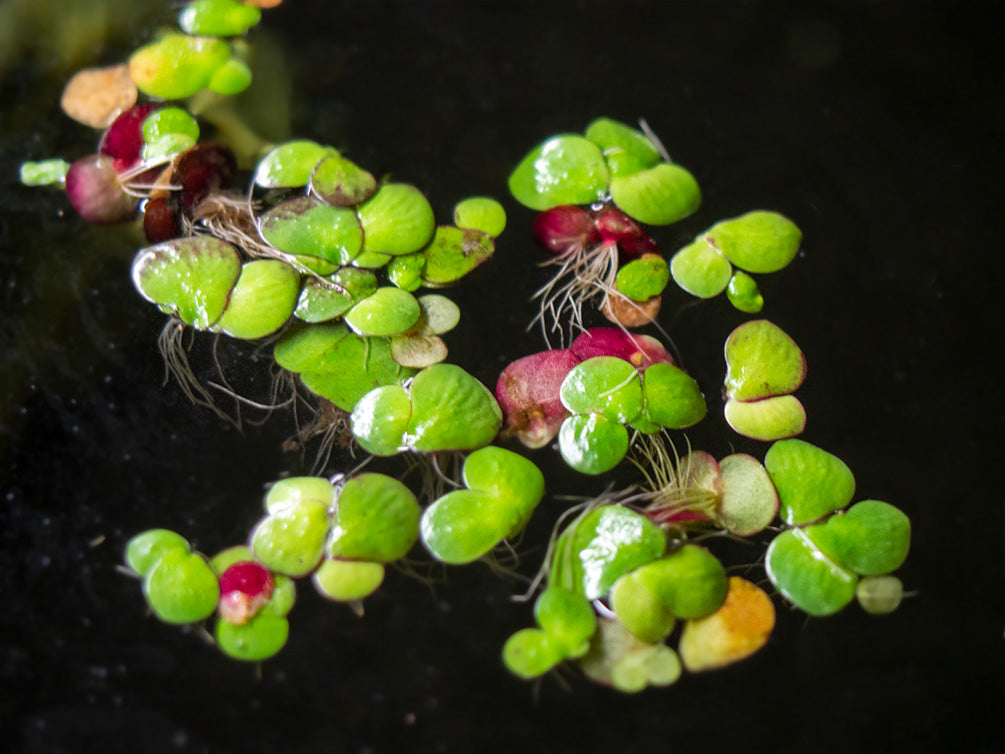 Giant Duckweed (Spirodela polyrhiza) - 2 Tbsp