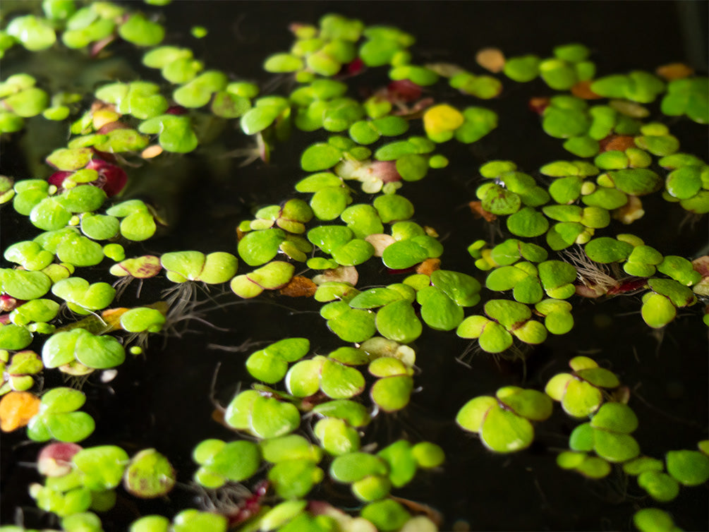 Giant Duckweed (Spirodela polyrhiza) - Aquatic Arts
