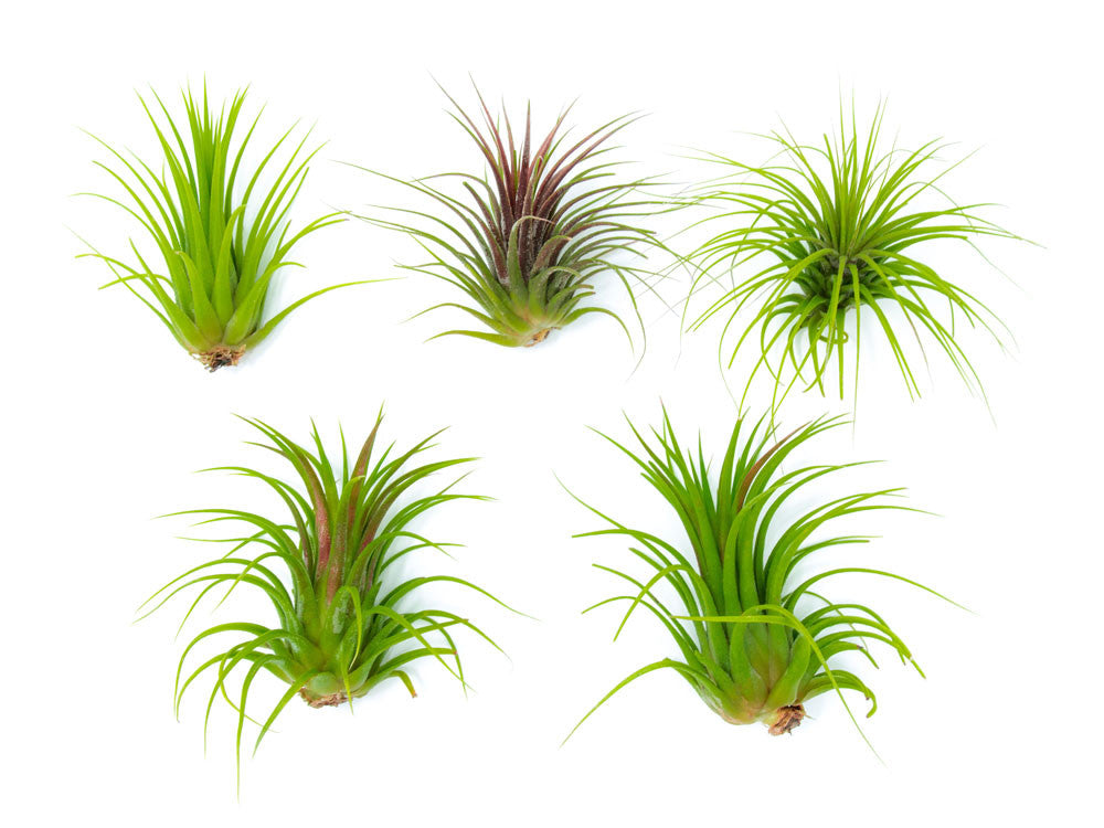giant air plant Giant Ionantha Tillandsia Air Plants