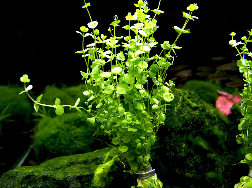 baby tears succulent Baby Tears (Hemianthus Micranthemoides)
